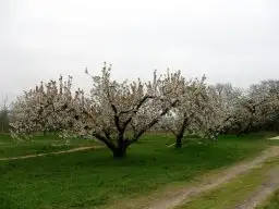Les cerisiers au cours des saisons