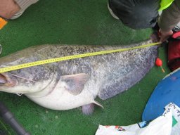 Pêche au silure 2008 Juin